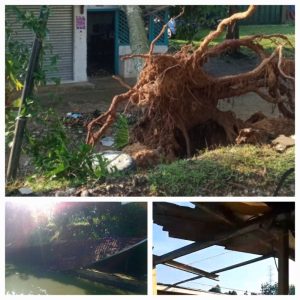 HUJAN DERAS, PETIR DAN ANGIN KENCANG TERJANG KP. BENTENG, POHON TUMBANG RUSAKKAN RUMAH WARGA