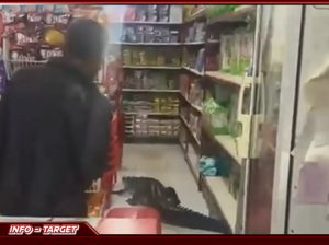 BUAYA SEPANJANG 2,5 METER GEMPARKAN WARGA, MASUK MINIMARKET DI PULAU TALIABU