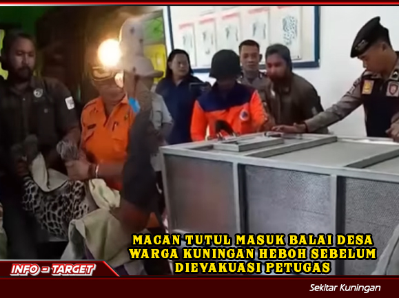 MACAN TUTUL MASUK BALAI DESA, WARGA KUNINGAN HEB0H SEBELUM DIEVAKUASI PETUGAS