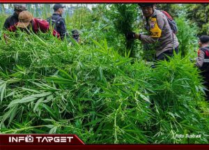 POLISI GAGALKAN PANEN GANJA 154 KILOGRAM DI BIREUEN, SATU PELAKU DITANGKAP SATU LAINNYA KABUR